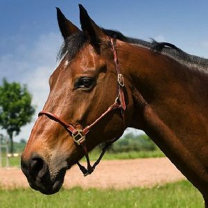 Horse Leather Halter and Head Collars
