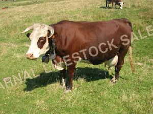 Karan Swiss Cow