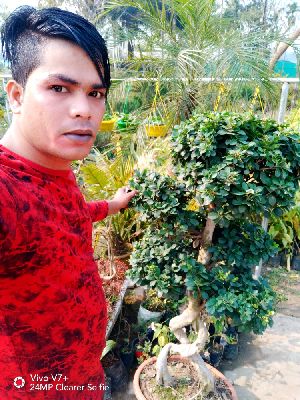 Ficus Bonsai tree