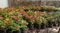 poinsettia plant