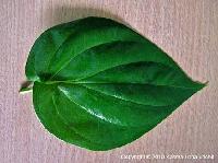 Betel Leaf