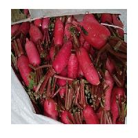 Red Radish