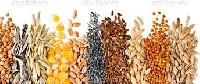 grains pulses