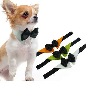 dog accessories