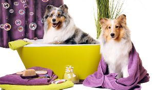 Dog Spa Services