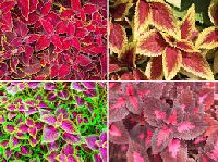 coleus plant