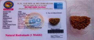 Certified 1 Mukhi Rudraksha