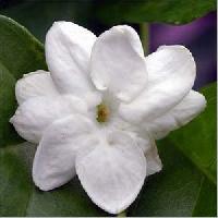 Arabian Jasmine Water