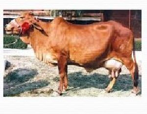 Desi Cow Breeding Service 01