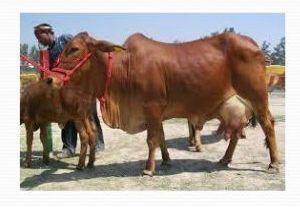 Desi Cow Breeding Service 03