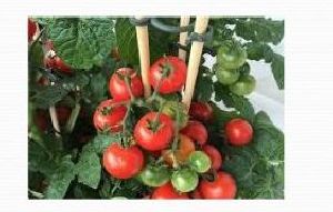 Organic Vegetable Farming 02