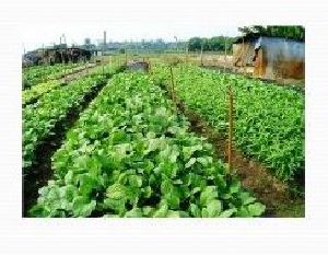 Organic Vegetable Farming 03