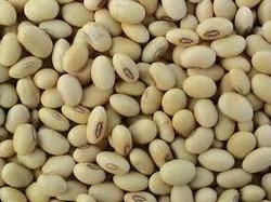 Soybean Seeds