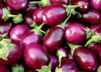 Fresh Brinjal