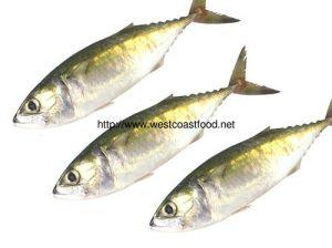 Fresh Indian Mackerel Fish