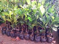 Jackfruit Plants