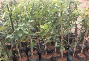 jamun plants