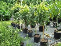 Lychee Plants