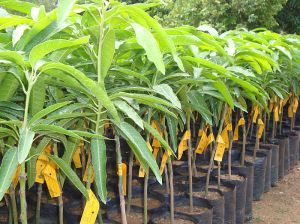 Mango Plants