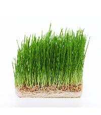 barley grass