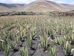 Aloe Vera Baby Plant