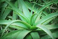 Fresh Aloe Vera Leaves