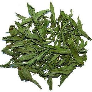 stevia leaf