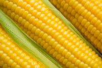 Fresh Maize