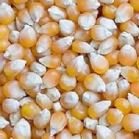 Maize Grains