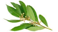 Bay Leaves