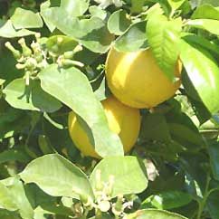 Bergamot Oil