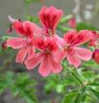 Geranium Oil