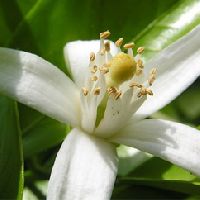 Neroli Oil