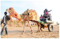 Camel Cart