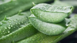 Aloe Vera Leaf