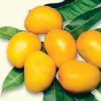 Best Quality Alphanso Mangoes