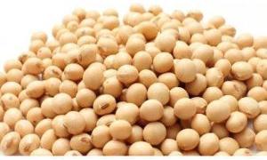 Soybean Seeds