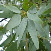 eucalyptus leaves