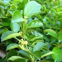 Gymnema Sylvestre Leaves