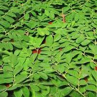 Moringa Leaves