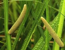 Acorus Calamus Plants