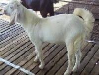 Sojat Pet Goat