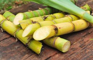 fresh sugarcane