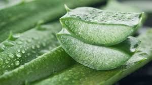 Aloe Vera Leaves