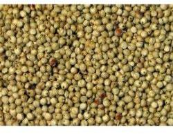 Jowar Seeds