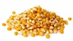 Yellow Maize Seeds