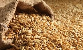 Barley Grains