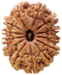 13 Mukhi Rudraksha