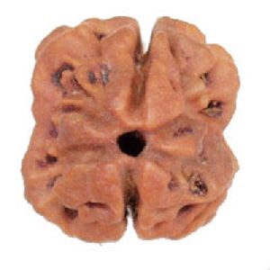 2 Mukhi Rudraksha