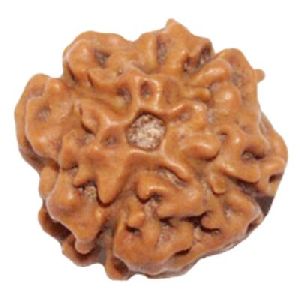 4 Mukhi Rudraksha